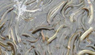 水产养殖的完美组合 黄鳝套养泥鳅 