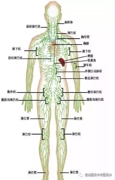 高能预警 淋巴肌体平调套 净化养生 