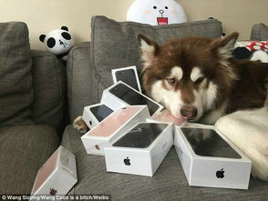 王思聪竟为爱犬买8台iPhone7 曾给爱犬办生日趴 图 2 