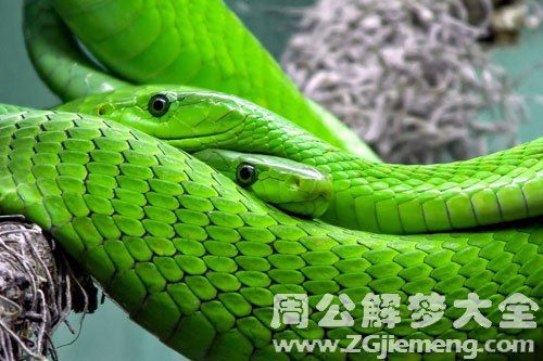 梦见绿蛇是什么意思 梦到绿蛇好不好 大鱼解梦网 