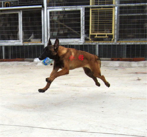 如何喂养与训练马犬听话 