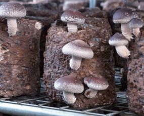 香菇种植技术与管理,香菇种植方法及配方？