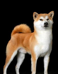 人类公认最忠实的狗 八公到底是日本柴犬还是秋田犬