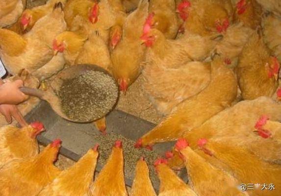 土鸡养殖 蝇蛆养鸡技术方法,蝇蛆养鸡,要注意以下几点