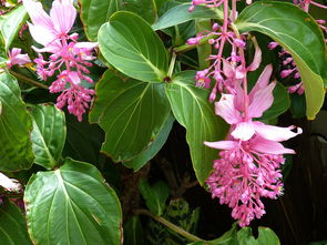 南方冬季蔬菜种植品种（南方冬季蔬菜