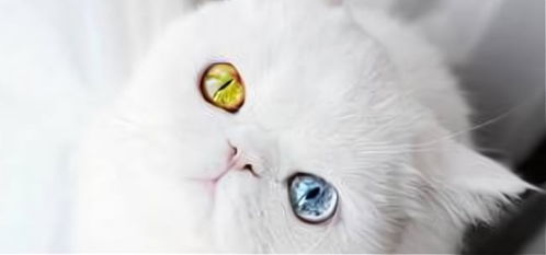 眼睛颜色不一样的猫是什么品种 你知道有 鸳鸯眼 的猫吗