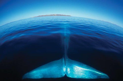 南海首次发现鲸落 据说这是世上最浪漫的死亡