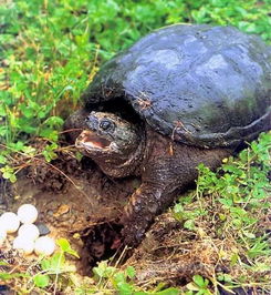 如何识别小鳄龟 淡水养殖 乌龟养殖 