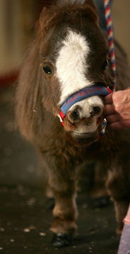 世界上最小的迷你马,她带给人们的不仅仅是快乐 