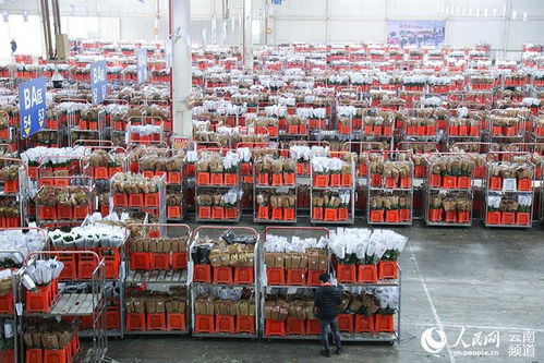 亚洲最大鲜切花市场恢复拍卖 