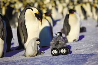 萌伙伴 记录小企鹅南极生活的点滴