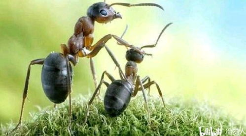 飞蚁和蚂蚁 飞