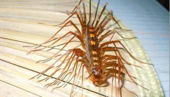 农村名叫 钱串子 的虫子有毒吗 如果你家中有,要引起注意了