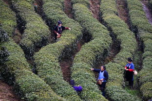 贵州丹寨 扶贫茶园 春茶开采