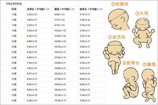 胎儿双顶径标准，1～40周胎儿双顶径标准数值表