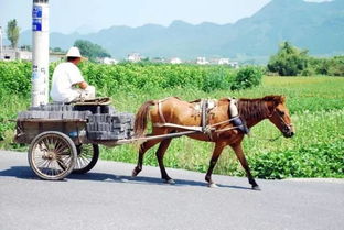 老司机也懵逼, 骡子车 是啥