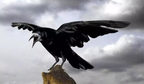 河北廊坊上空出现异象,乌鸦成群结队飞过,它们出现意味着什么