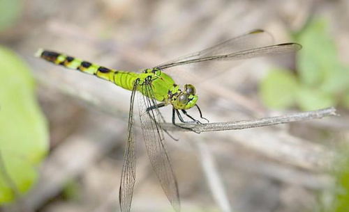 为什么蜻蜓只能活一天 什么颜色的蜻蜓有毒