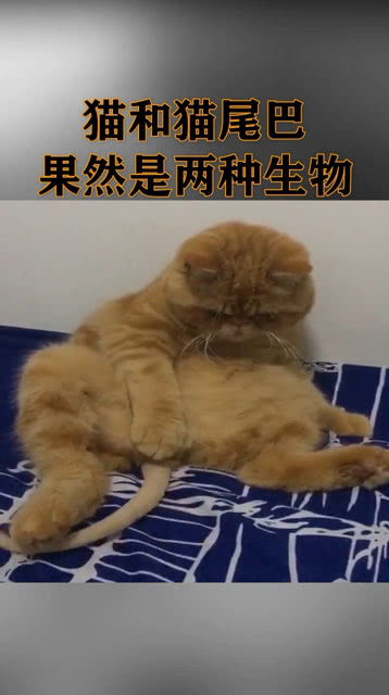 猫和猫尾巴,果然要区分开来 