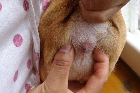 为什么狗狗喜欢用屁股蹭地 警惕它的肛门腺 