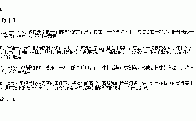 关于栽花与插柳的诗句