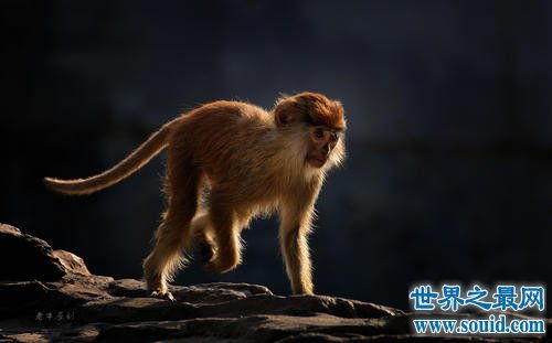 世界上跑的最快的猴子,每小时能达到50公里 