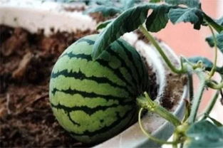 阳台的西瓜种植方法,阳台西瓜的种植全过程？