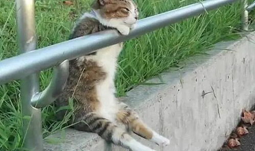 发现1只猫咪挂在栏杆上,走近后却说不出话了 深情凝望什么呀