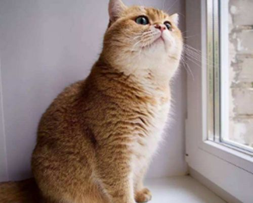 什么猫粮可以帮橘猫补血,哪种猫粮补血好