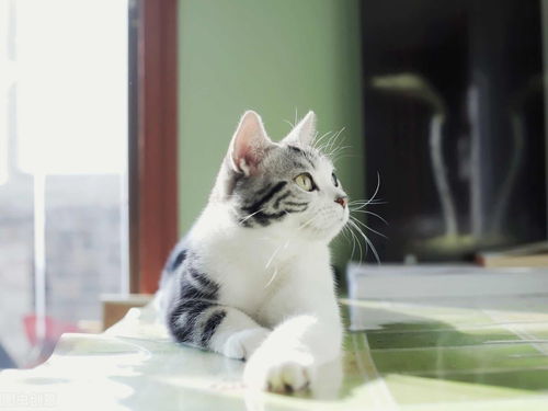 最适合新手养的10种宠物猫 看看你家里有你家里的吗