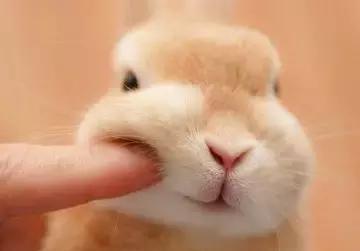 主人不停的用手指戳小兔兔的脸颊,兔子 你不怕我急了会咬人吗