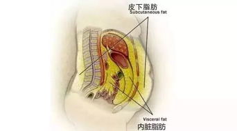 为什么说夏天更容易减肥