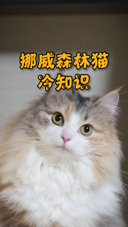 萌宠 安哥拉猫冷知识 宠物 