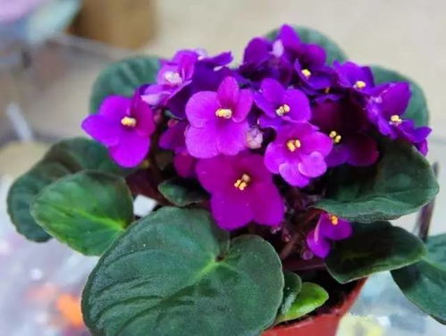 非洲紫罗兰怎样才能开花？