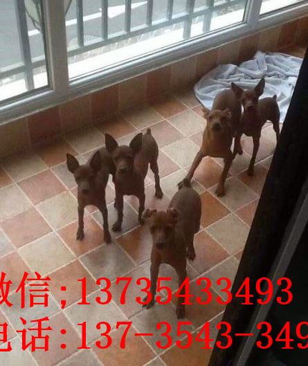 福州犬舍出售纯种小鹿犬狗市场卖狗买狗在哪
