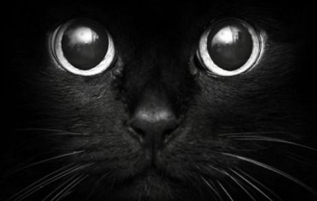 猫的眼睛有什么作用 
