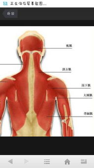 有没有人体肌肉图 高清并且有各个肌肉的名字 