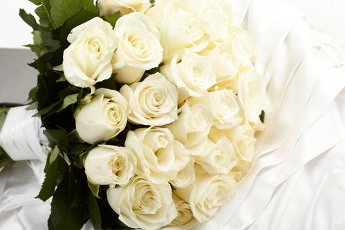 摩羯座白玫瑰，摩羯座白玫瑰代表什么