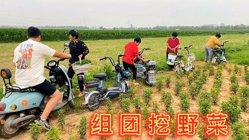 大脸带领姆们挖野菜,地里马齿笕茂盛一人搞个一大筐做着吃真美味