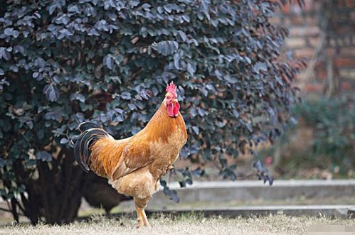 12月28号后,生肖鸡家里有人员调动,未来4天 鸡犬不宁