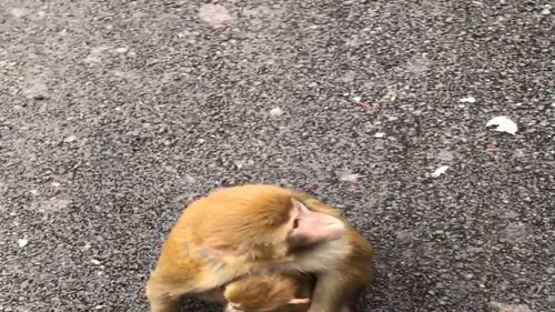 猴妈拍拍胆子特别小,拿到吃的赶紧躲起来,害怕其它猴子来抢 