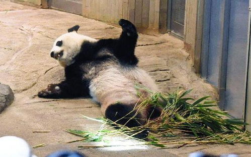 日本租借的大熊猫生了一只小宝宝,动物园大赚了200多亿 
