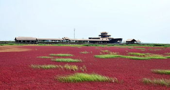 锦州红海滩的绝色
