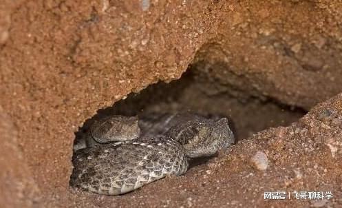 蛇也能被老鼠吃 冬眠的蛇几乎失去防御能力,为什么还要冬眠