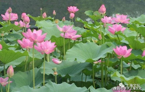 关于雨和荷花的诗句