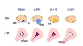 促排卵会让我衰老 试管婴儿这些误区害死人啊 