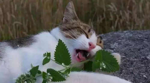 为什么猫咪会痴迷猫薄荷 用猫薄荷水给猫洗澡会怎么样