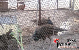 新疆居民楼顶开 动物园 养数十只动物 