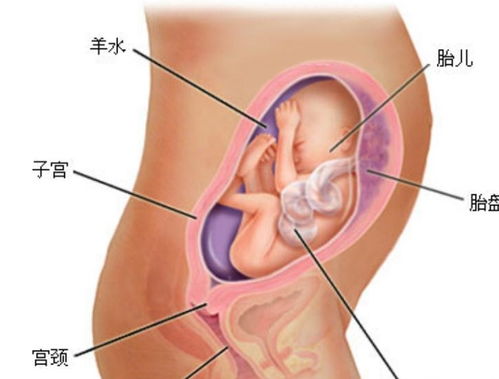怀孕25周胎儿有多大 25周孕周胎儿大小标准
