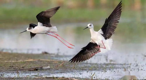 120多种珍稀鸟类扎堆造访 大沽河成生态乐园